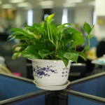 Offices plants make employees happier, study discovers